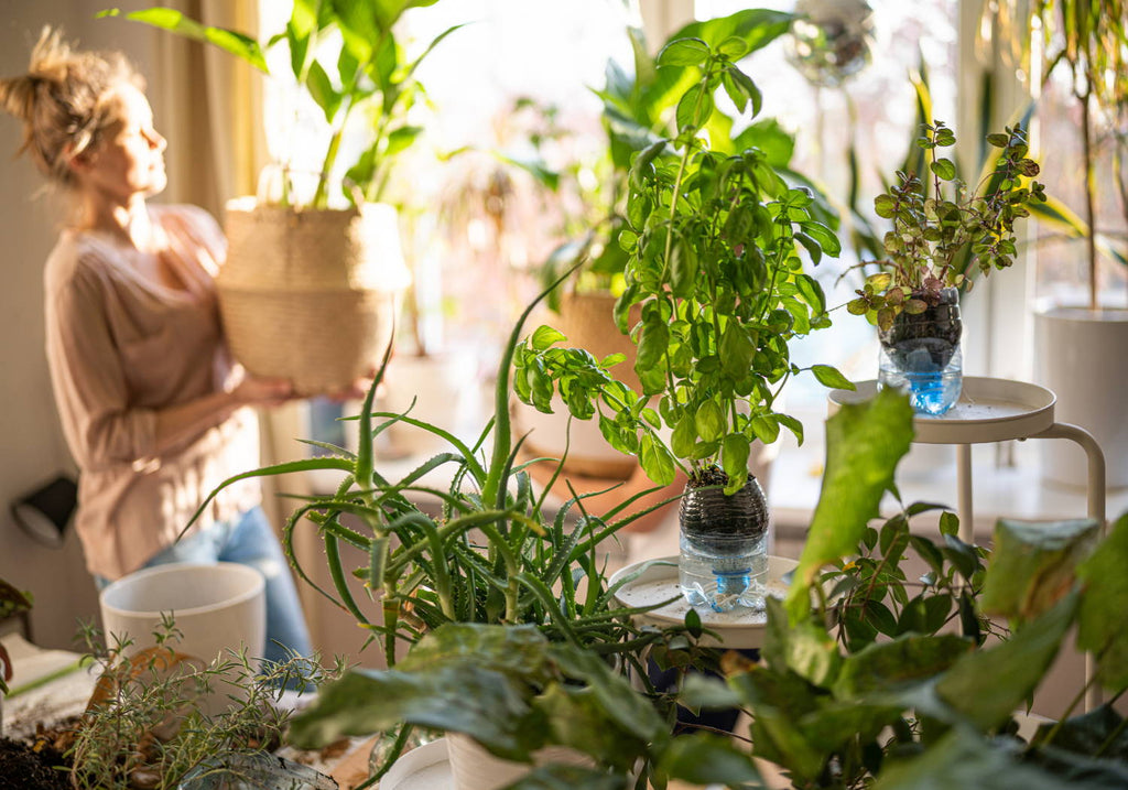 Beltéri édenKERT - így termessz zöldségeket a lakásodban!