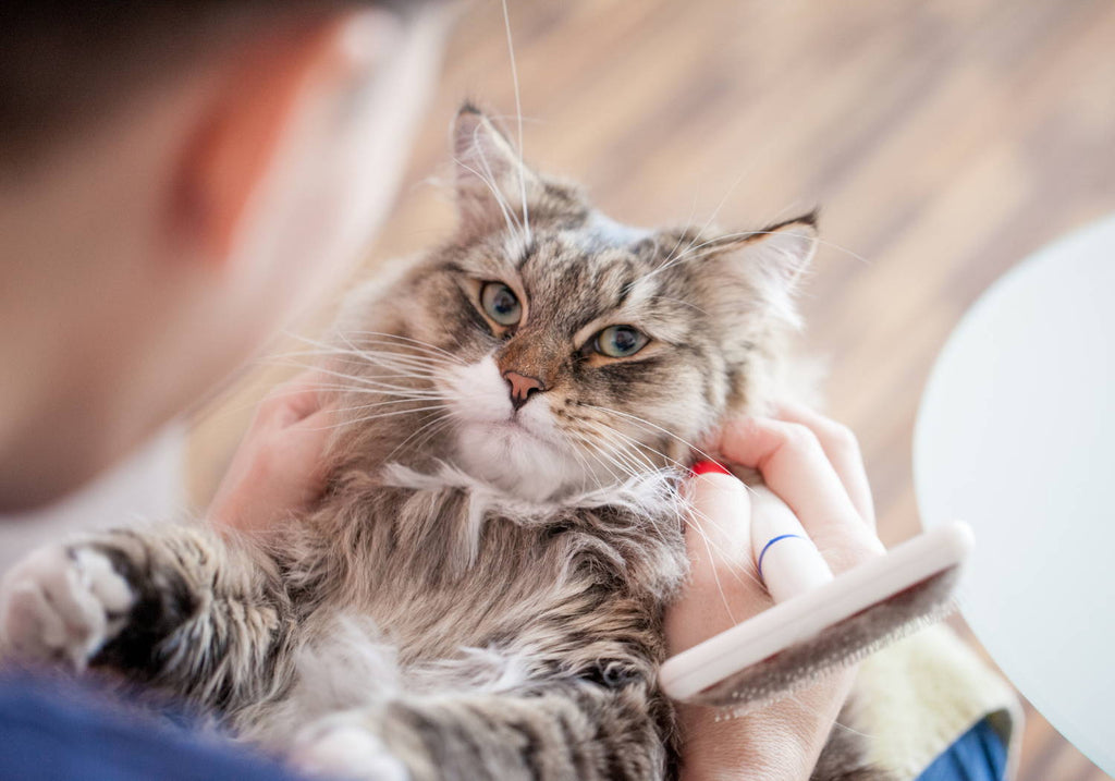 Macskatréning - így menekítheted meg a bútoraidat a cicád karmaitól